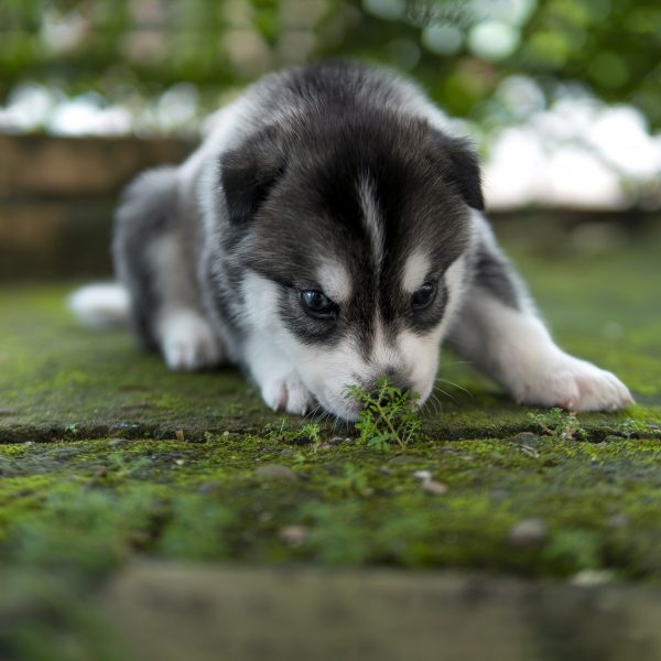 siberian husky puppy smelling some moss