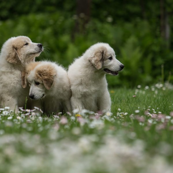 three great pyrenees puppies sitting in grass and flowers