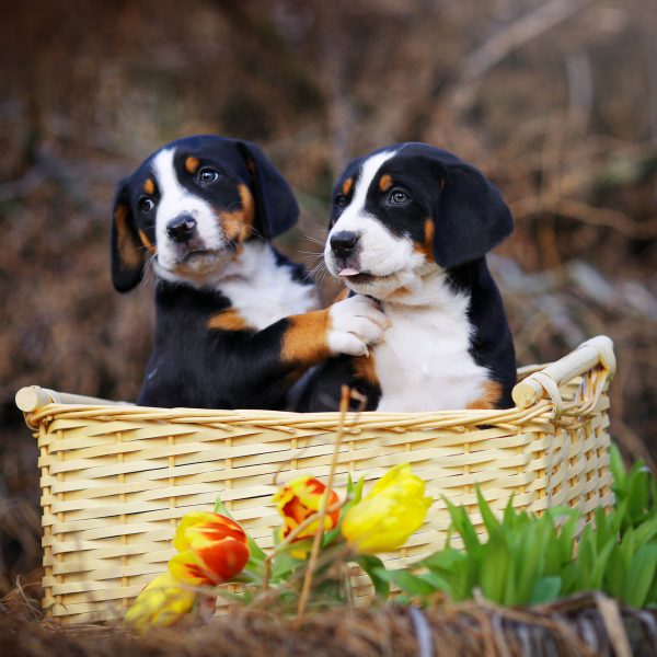 two greater swiss mountain dog puppies in a basket