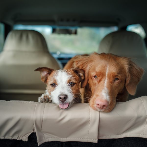 two happy dogs in the back of a car