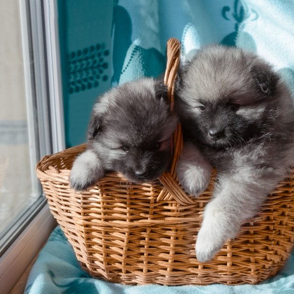 two keeshond puppies in a basket