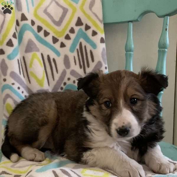 Pansy, Collie Mix Puppy