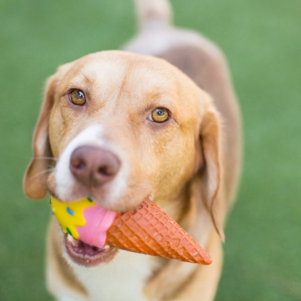 beagle mix dog with ice cream toy in their mouth