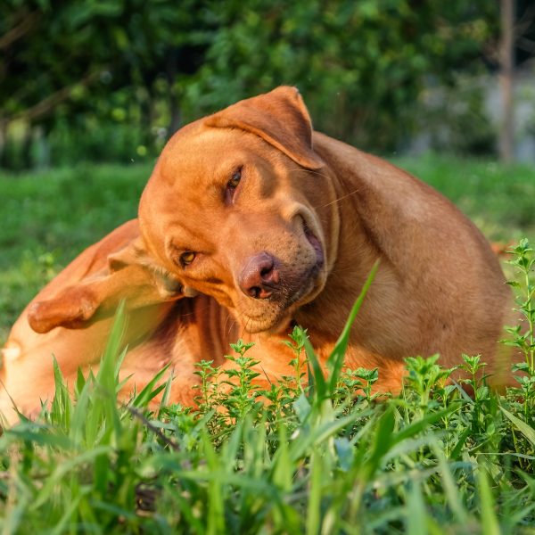 brown dog lying in the grass and scratching its ear