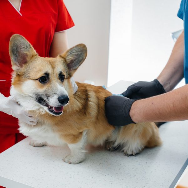corgi being examined at the vet