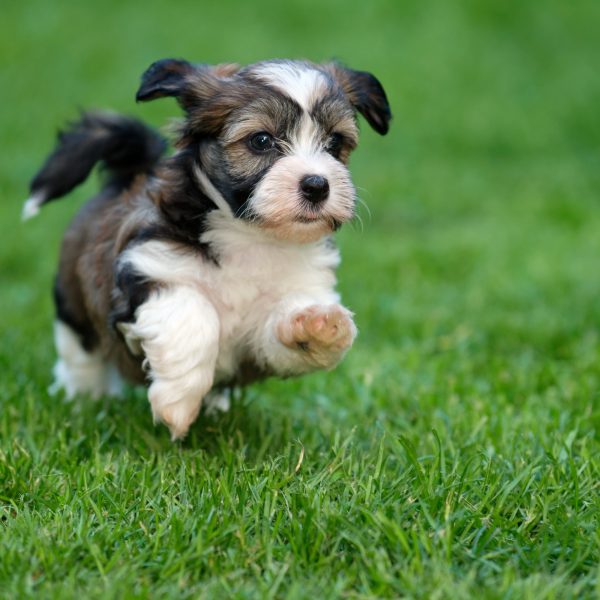 havanese puppy running through the grass