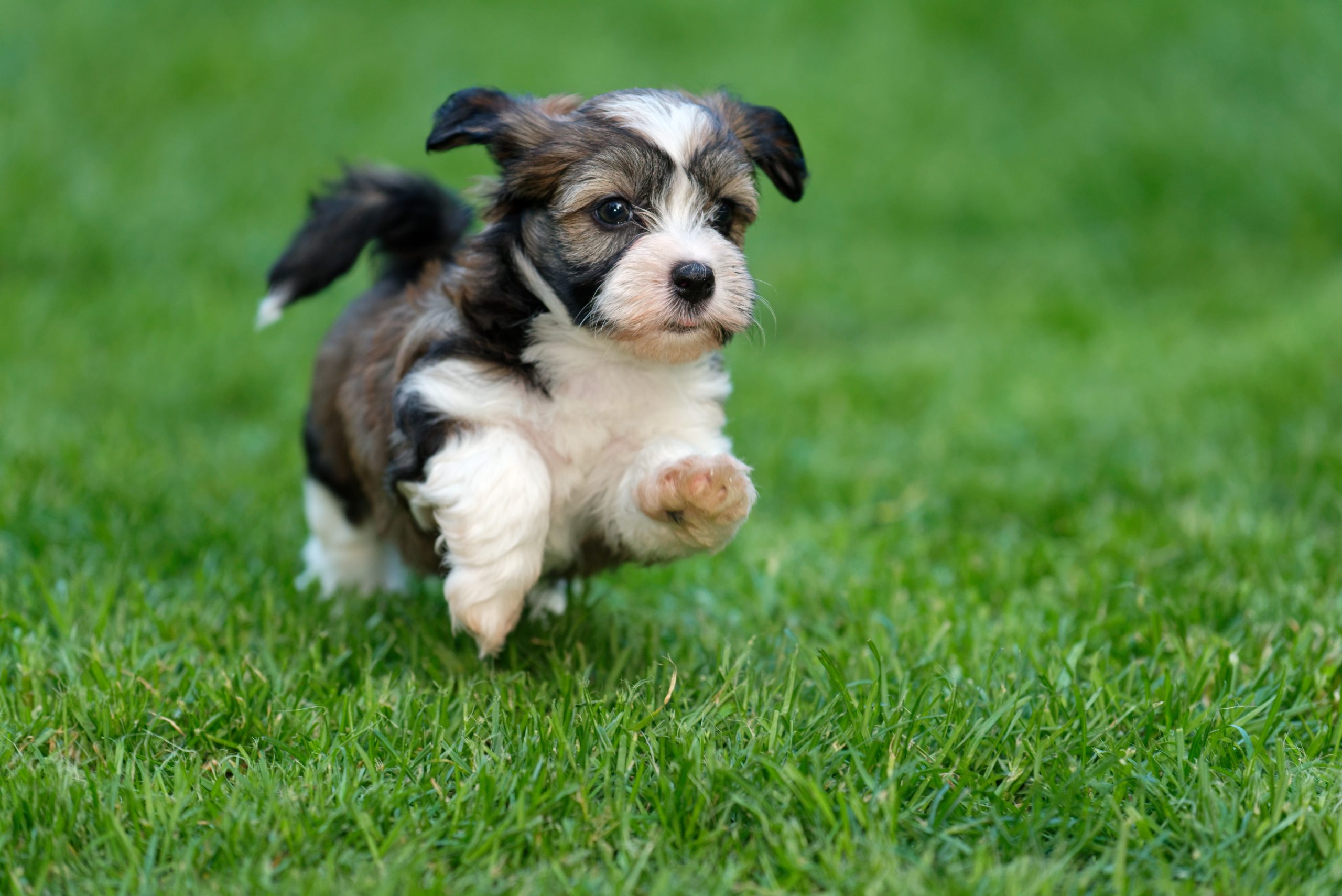 Havanese Puppy Running Through The Grass Scaled 