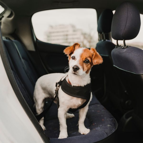 jack russell terrier in a car