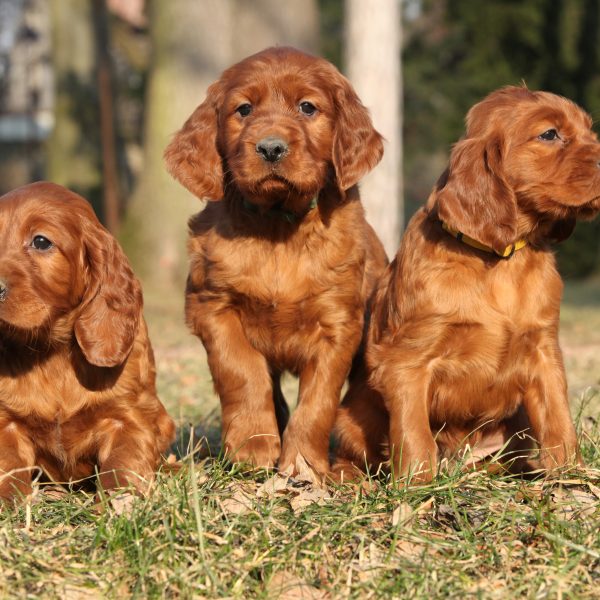 three irish setter puppies sitting in grass