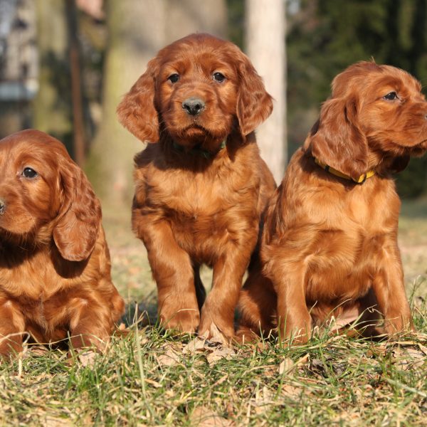 irish red and white setter puppy