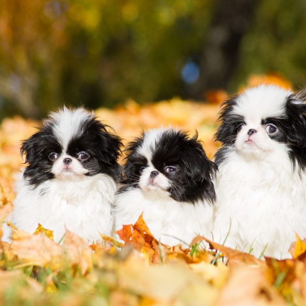 three japanese chin puppies sitting in leaves