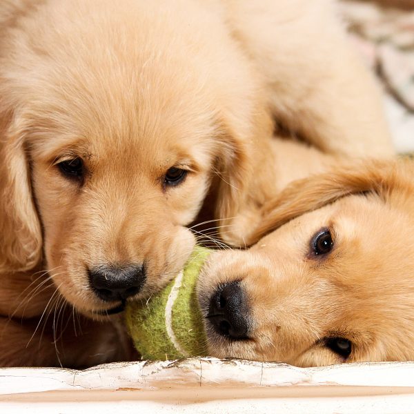 two golden retriever puppies playing with a ball