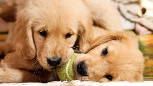 6 Tips for Safe Puppy Play Sessions