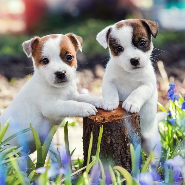 two jack russell terrier puppies with their paws on a tree stump