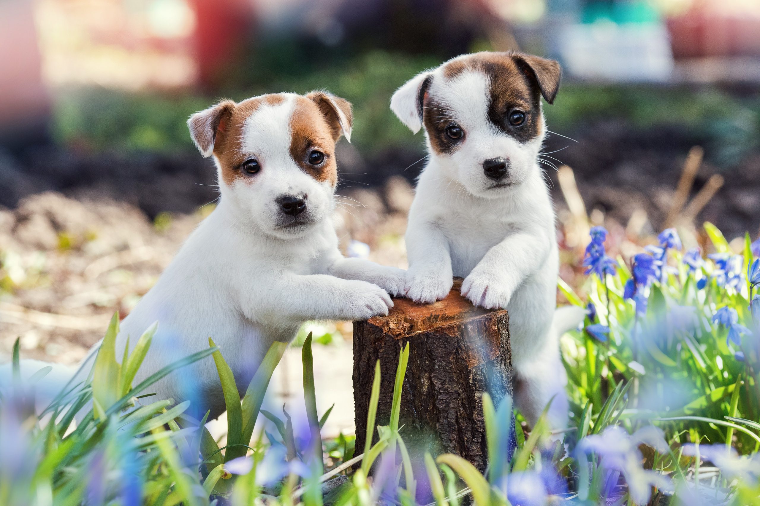 Jack russell puppies indiana