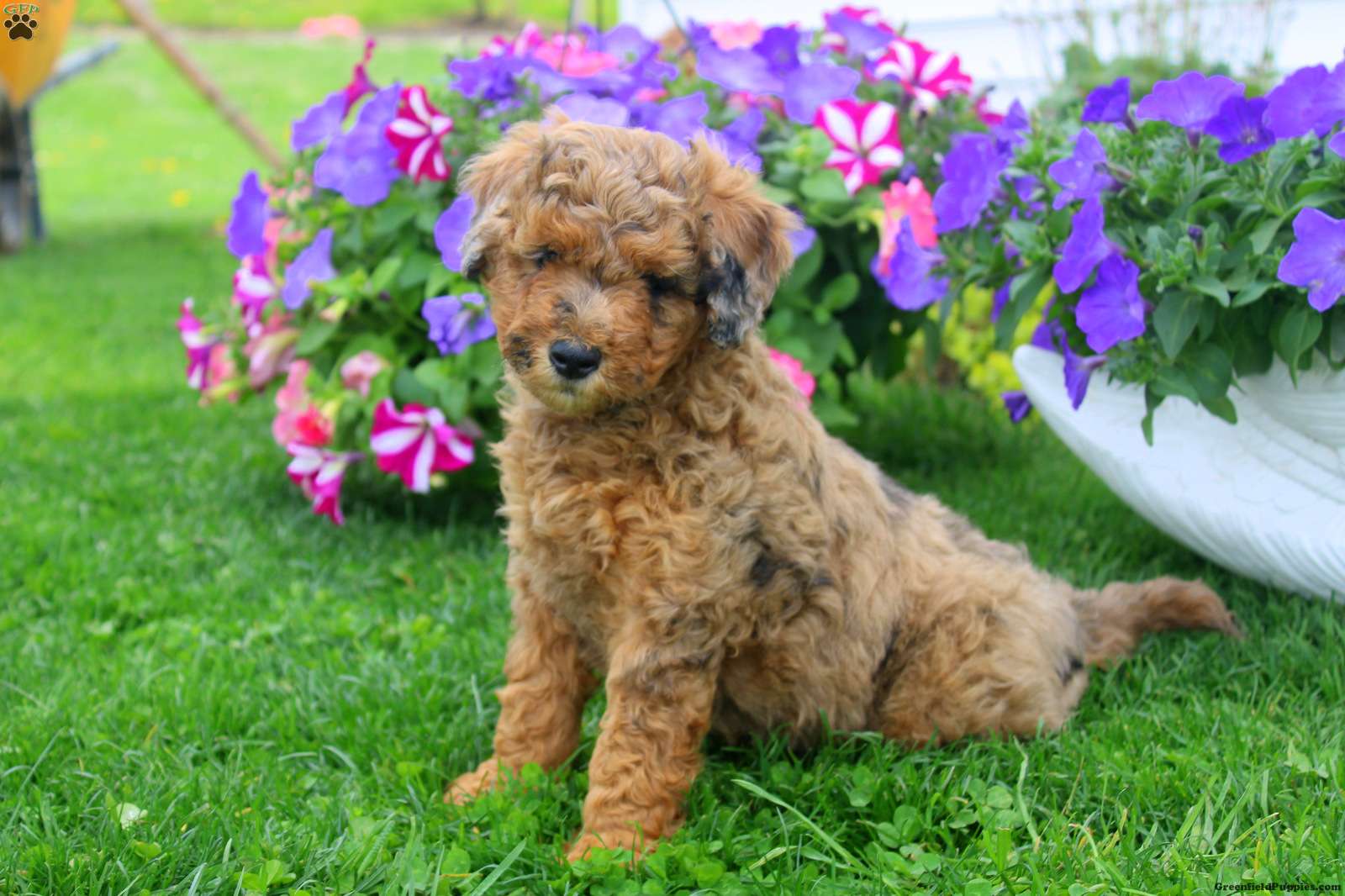 Aki-Poo Puppies for Sale | Greenfield Puppies