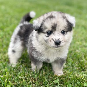 Mini Elkhound Puppies for Sale | Greenfield Puppies