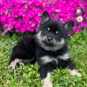 Mini Elkhound