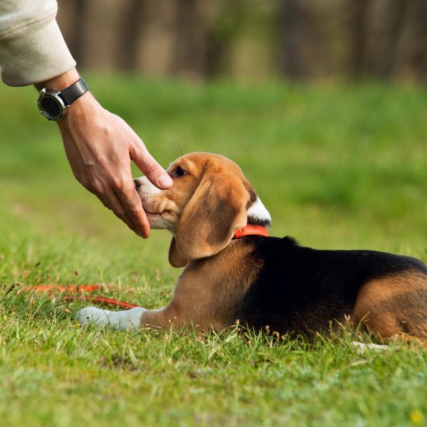 beagle puppy nose targeting