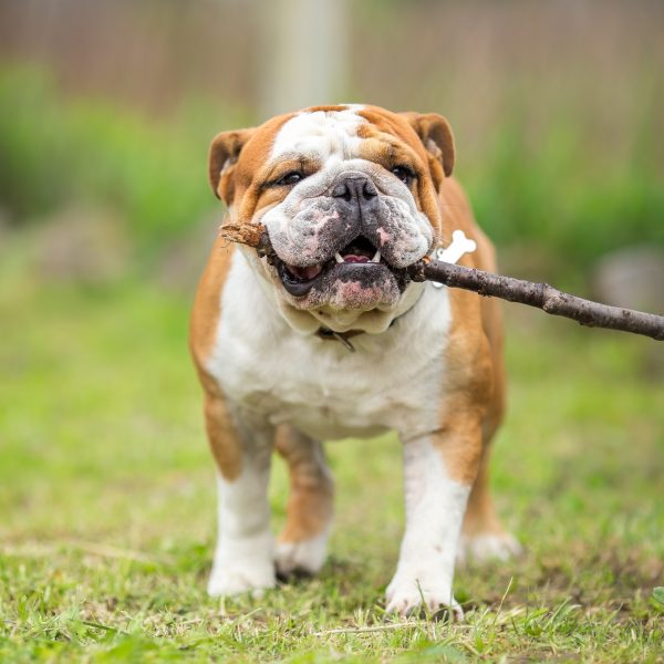 bulldog inglês carregando um bastão
