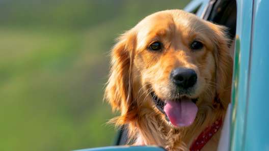 Vermont Dog-Friendly Travel Guide