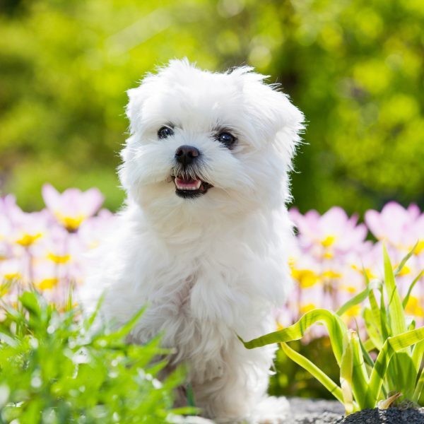 maltese puppy standing in flowers