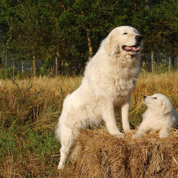 maremma sheepdog adult and puppy