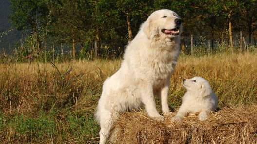5 Essential Facts About Maremma Sheepdogs