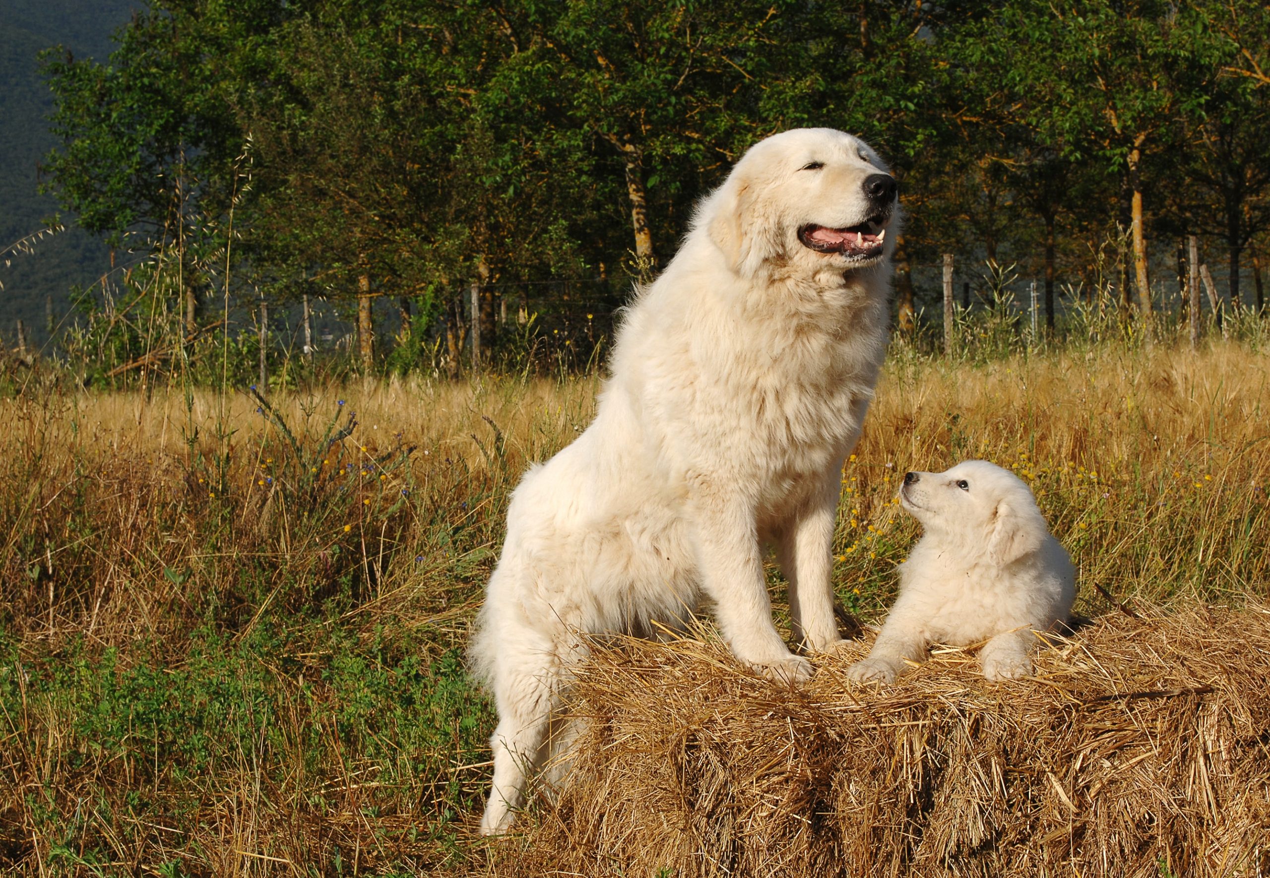 5 Essential Facts About Maremma Sheepdogs Greenfield Puppies