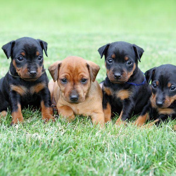 minature pinscher puppies sitting in grass