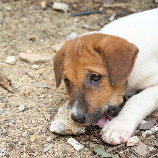 puppy chewing on a rock