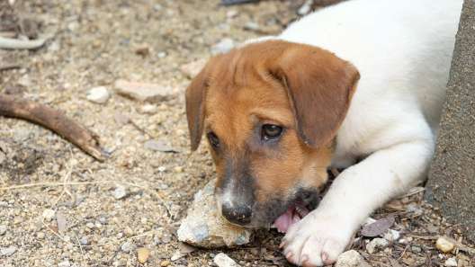 Why Do Dogs Eat Rocks?