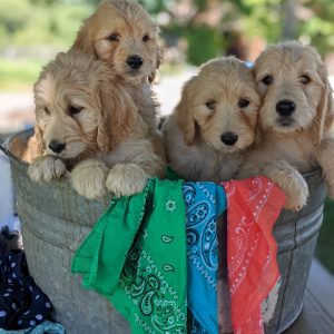 Brian & Angela Martin, View Puppies Breeder