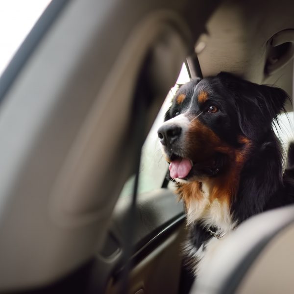 bernese mountain dog in a car