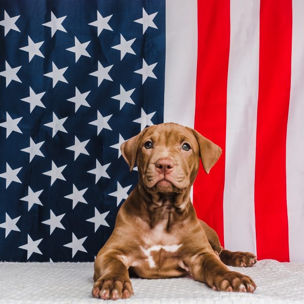 chocolate lab mix puppy in front of american flag