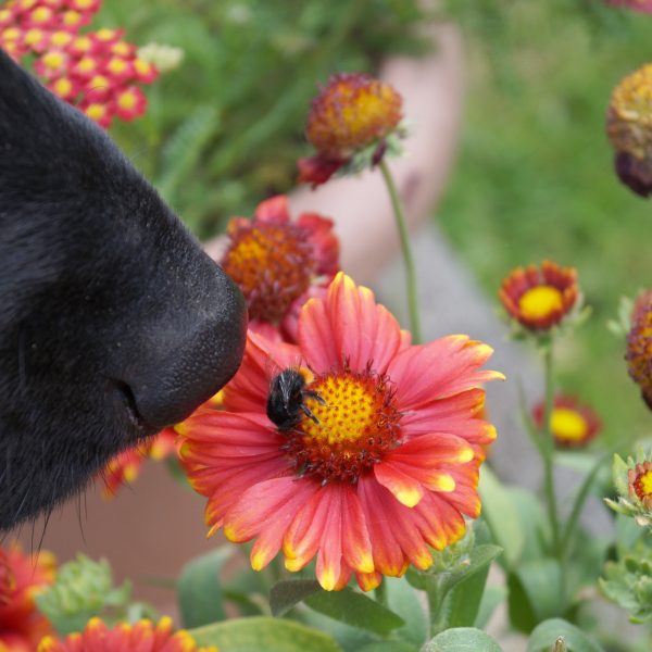 cachorro cheirando abelhão em uma flor