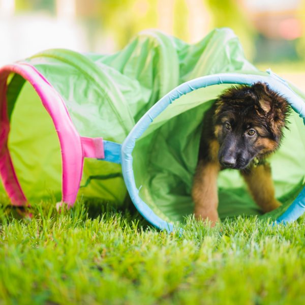 german shepherd puppy playing and training in a tunnel