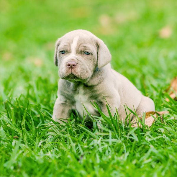 neapolitan mastiff puppy sitting in grass