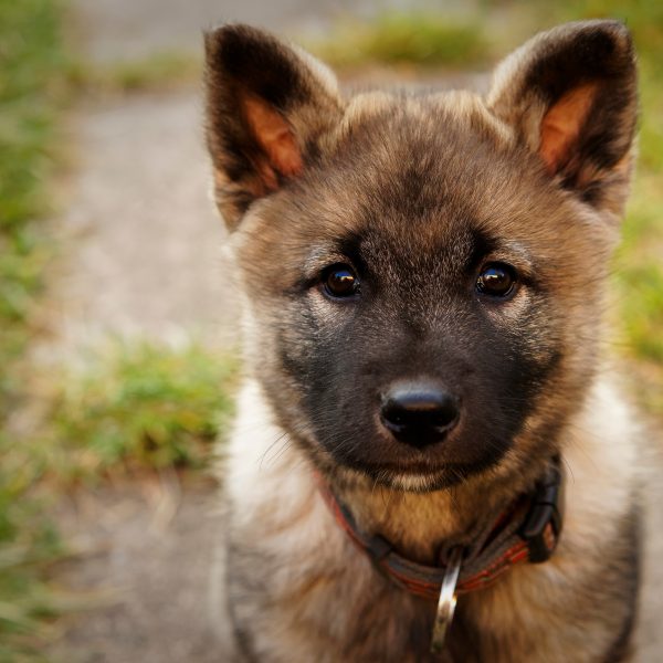 norwegian elkhound puppy