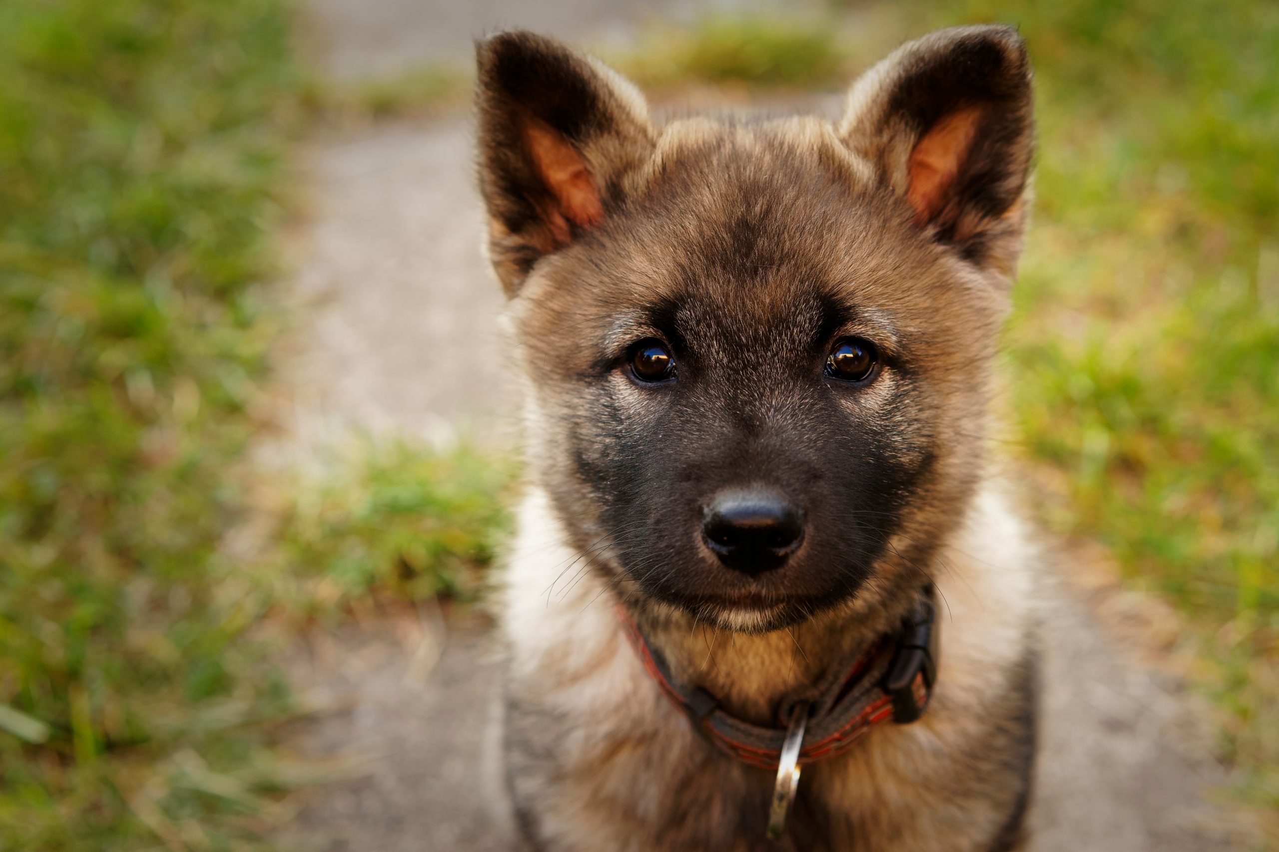 5 Interesting Facts About Norwegian Elkhounds | Greenfield Puppies