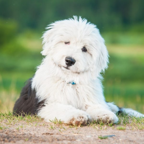 old english sheepdog puppy lying outside