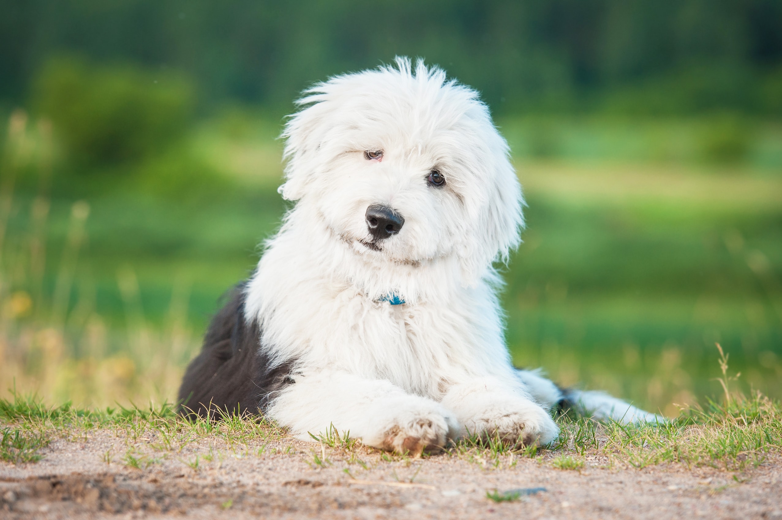 THIS DOG! <3  Old english sheepdog, English sheepdog, Old english