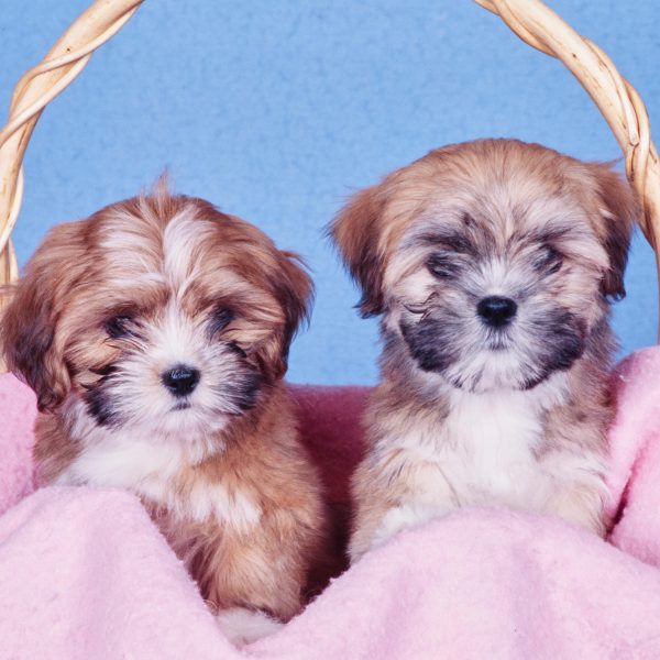 two lhasa apso puppies in a basket