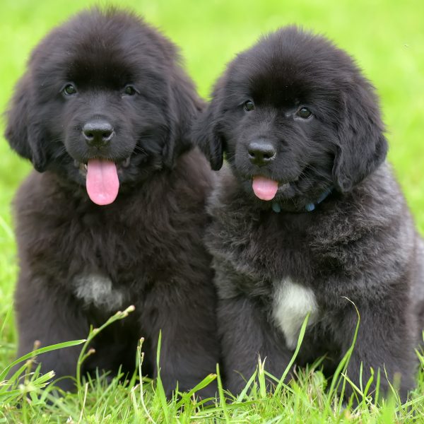 two newfoundland puppies sitting in grass