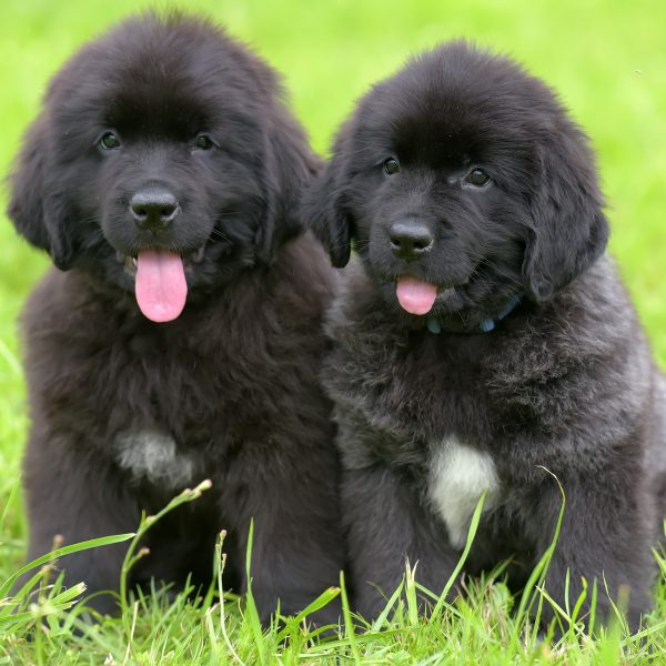 do newfoundlands make good pets