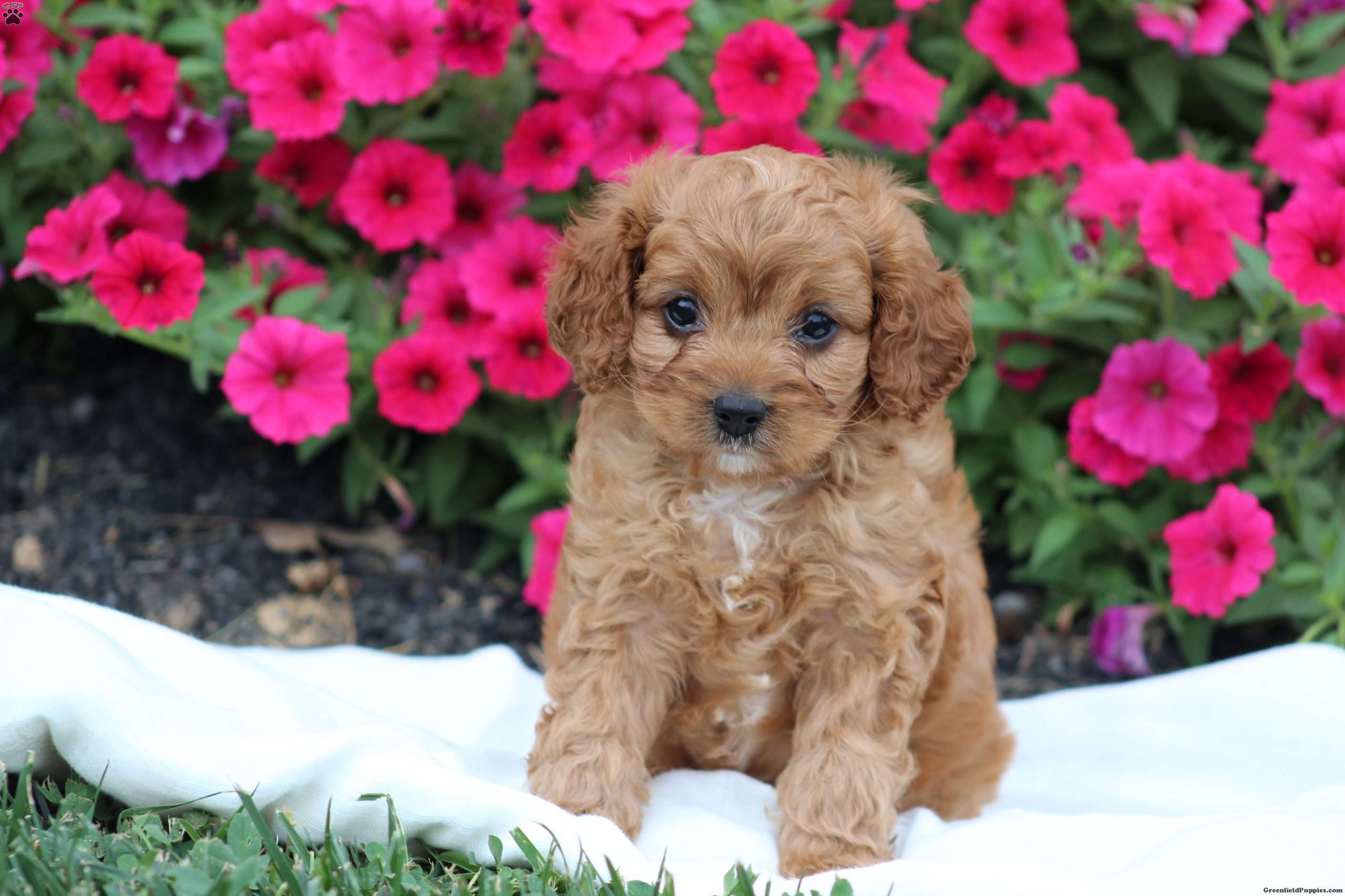 Amos K. Stoltzfus Dog Breeder