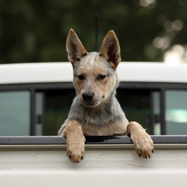 cão de gado australiano com patas na porta traseira do caminhão