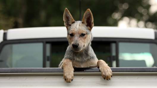 6 Useful Tips for Tailgating With Dogs