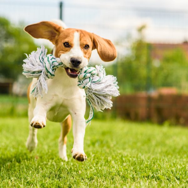 beagle puppy running through grass with a toy