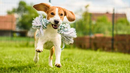 9 Outdoor Games to Play With Your Dog